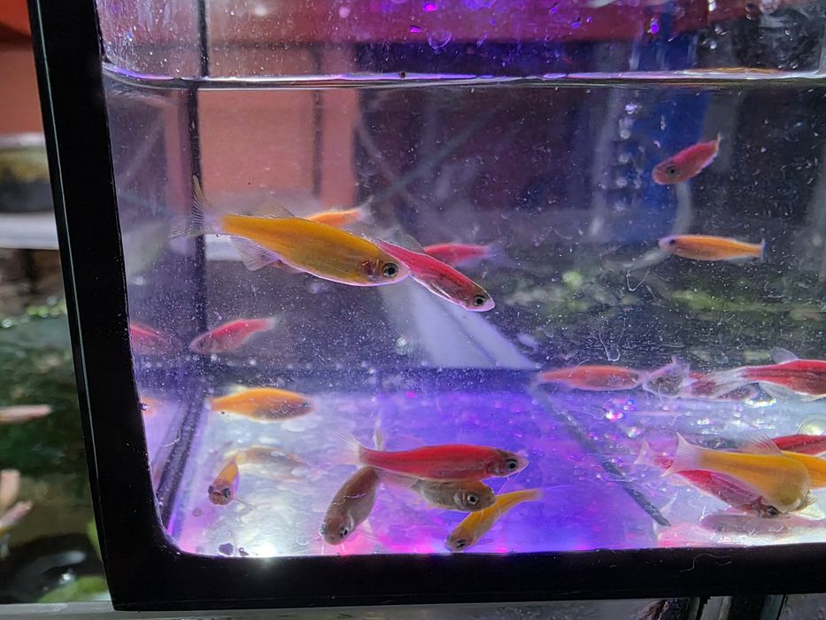 Danio pręgowane mix