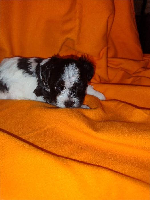Yorkshire terrier Black end white piesek