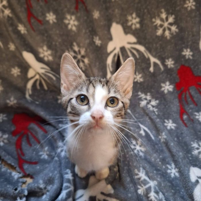 Aurelia kotka szuka domu adopcja