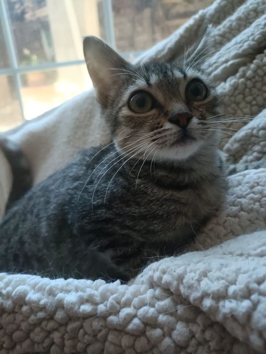 Gatinhos bebés para adoção