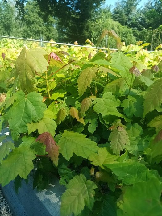 Klon czerwony sadzonki - Acer rubrum