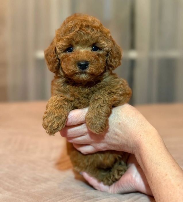 Малиш той пудель.мінні розмір