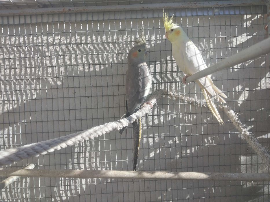 Disponíveis caturras de 2025