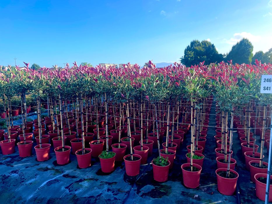 Photinia / Glogownik szczepiony na pniu