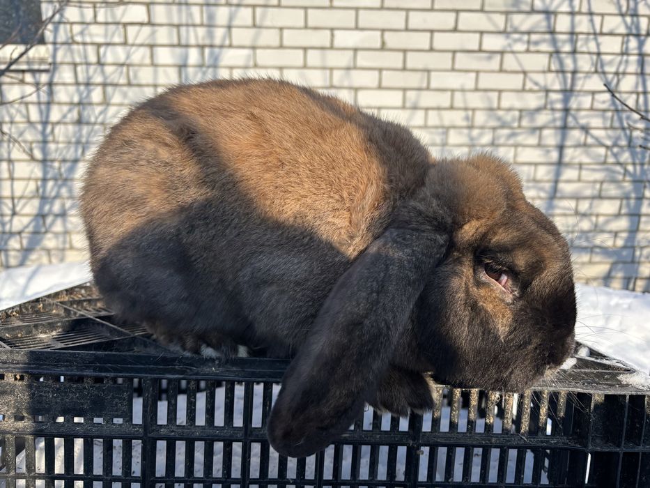 Кролі Французький Баран,Бельгійський велетень, Німецький строкач