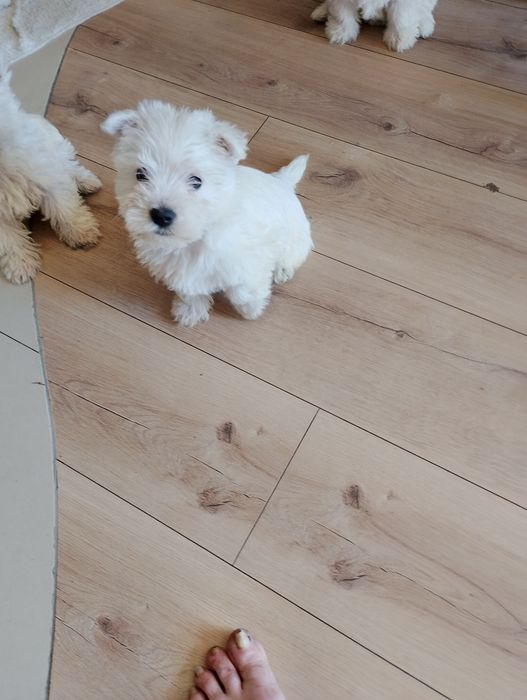 West Terrier piesek