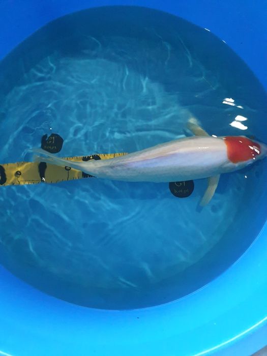 Carpa Koi Tancho 45cm