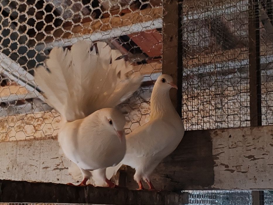 Pombos leque brancos e pombos frisados top