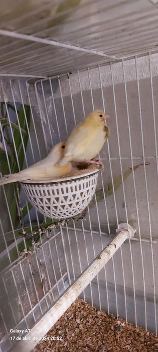 Vendo ultimos canarios 2025