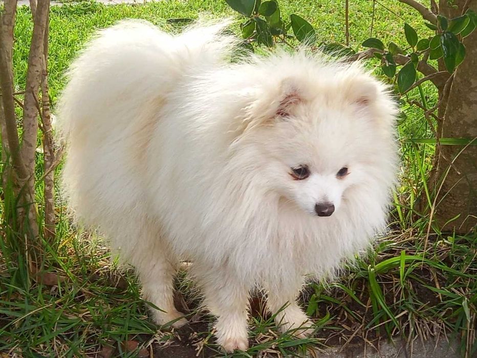 SPITZ POMERÂNIA     cachorro macho para acasalar