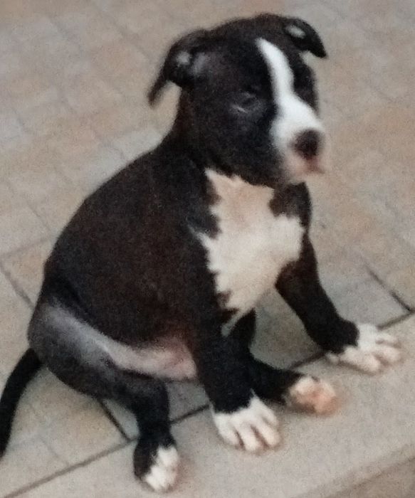 American Staffordshire Terrier