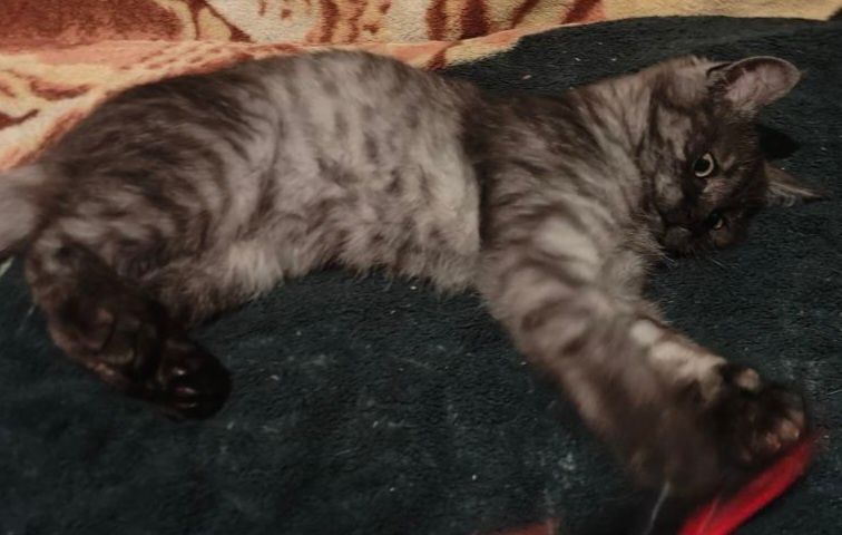 Продам чёрных котят 2 мальчиков мейнкуна