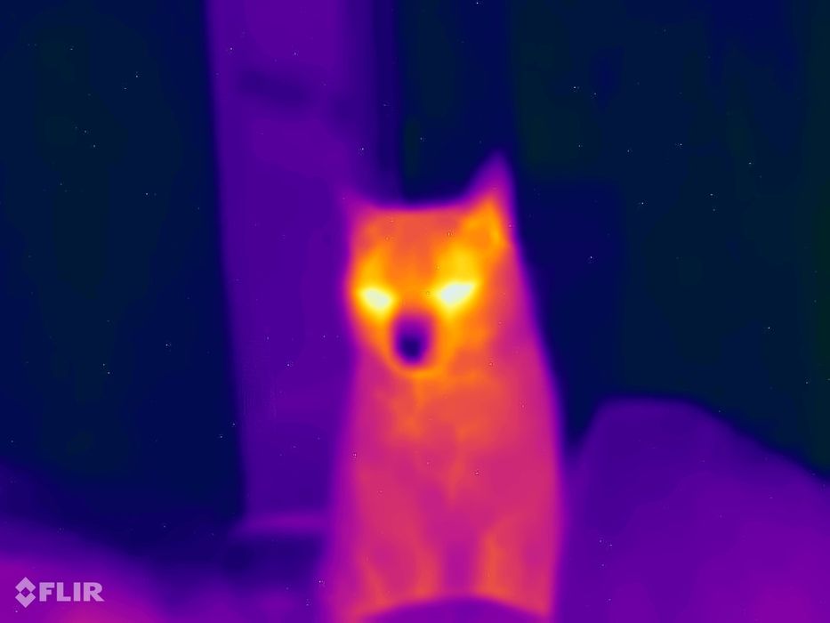 Cat S62 pro - termowizja