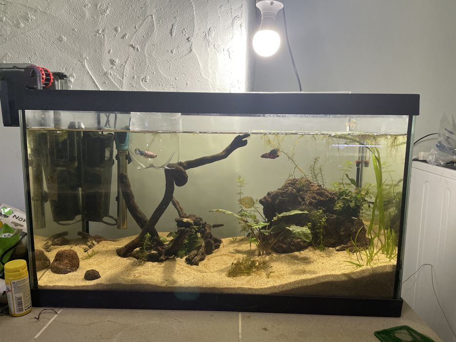 Aquário 67L Plantado C/Rochas e Troncos + betta plakat koi