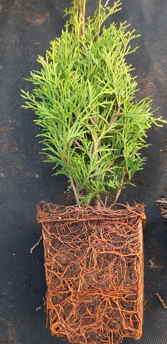 Tuja szmaragd, drzewka ozdobne, tuje 50-60cm