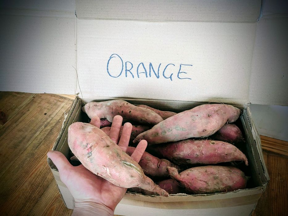 Батат 10кг  доставка БЕСПЛАТНАЯ!