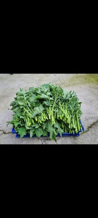 Grelos,penca ,couves