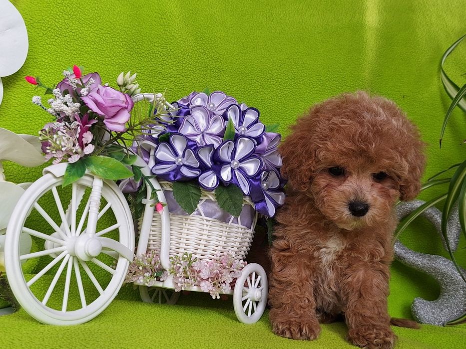 Pudel toy & maltipoo to piękny maltipoo z certyfikatem