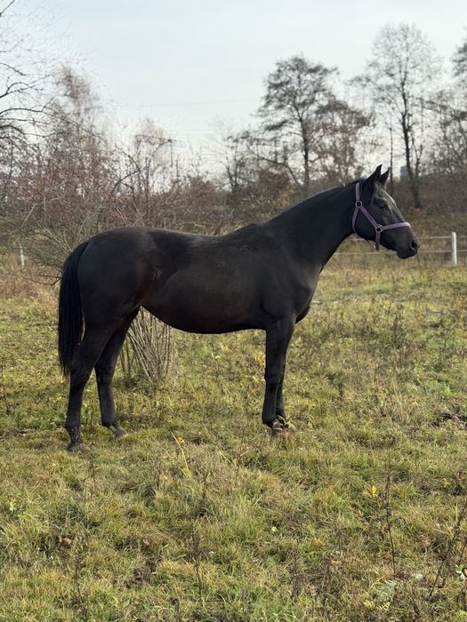 Piękna grzeczna młoda klacz do ambitnej rekreacji