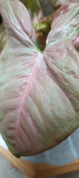 Syngonium Pink Aura Variagata