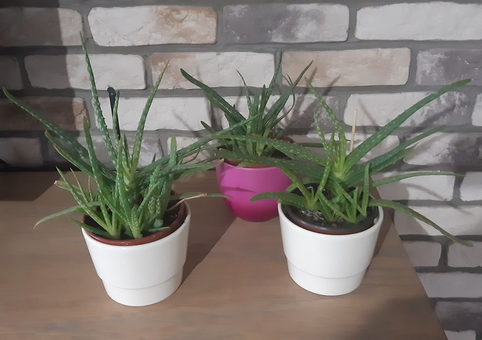 Kwiatek Aloes Aloe vera