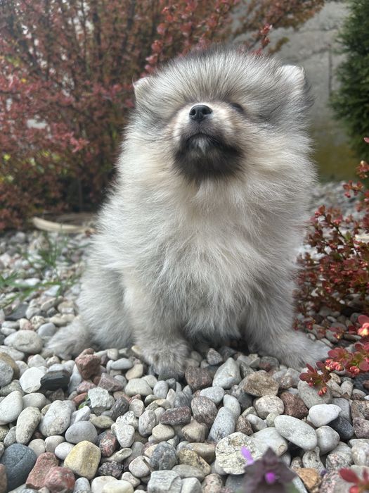 Szpic Miniaturowy Pomeranian*Sunia*