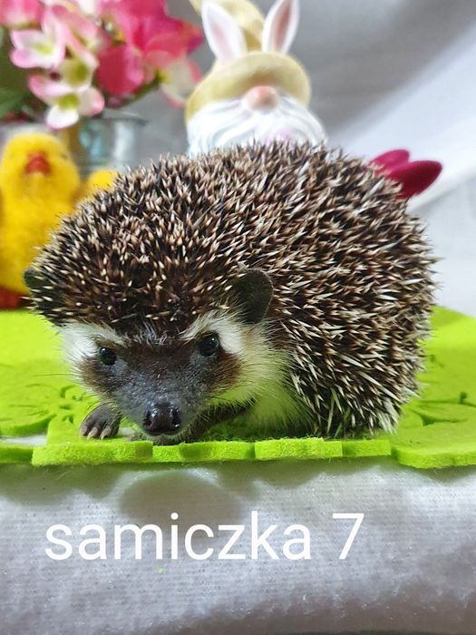 Jez jeżyki jeżolki jeż pigmejski jez afrykanski