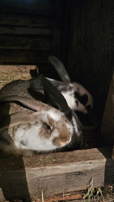Króliki hodowlane samica i 8 młodych