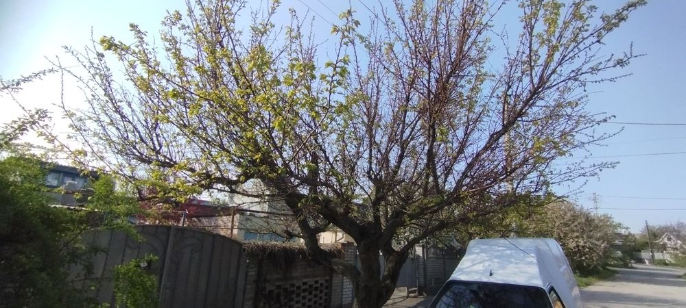 Культивация мотоблоком,уборка участка, дробление,обрезка деревьев