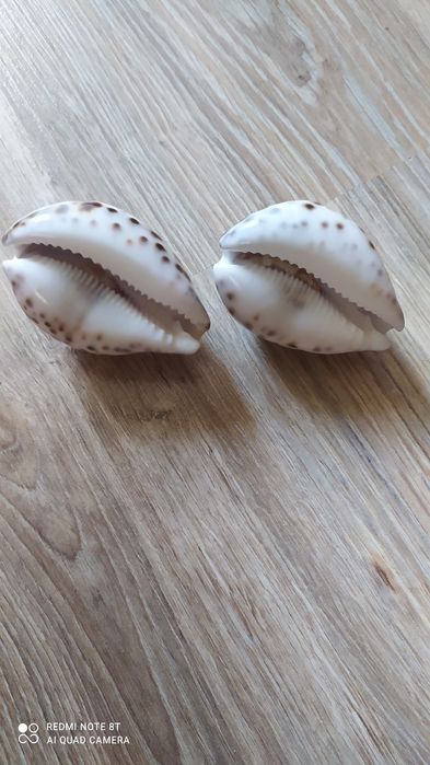 Морські ракушки колекційні тигрові