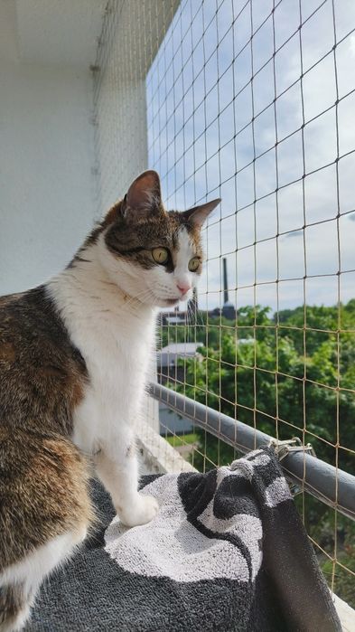 Złota Rączka Bytom - Montaż, Naprawa, skręcanie mebli, kuchni, kabin