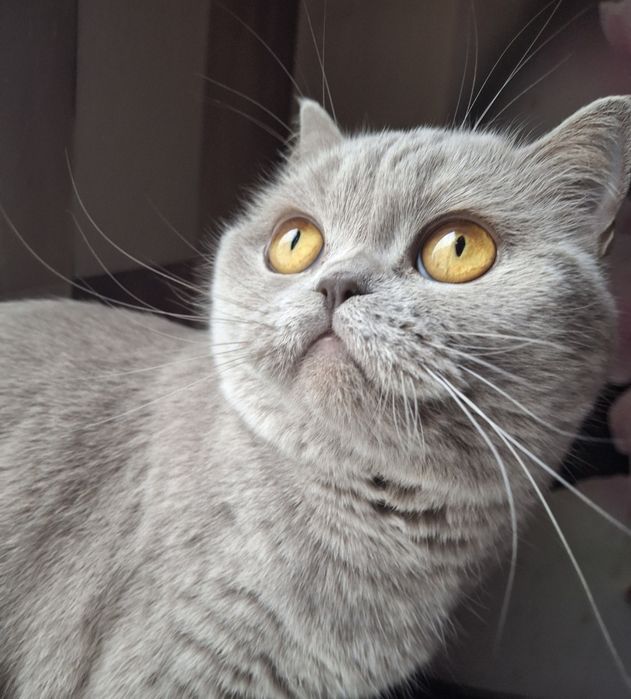 Передержка котов в квартире передержка животных