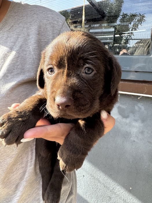 Labrador magnífico chocolate