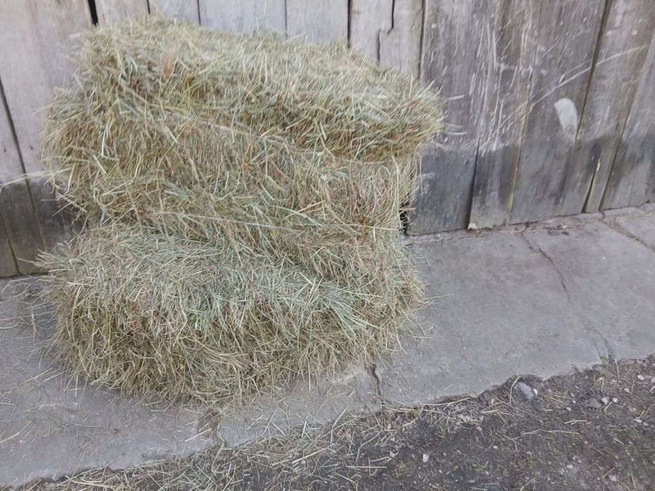 Siano z ubiegłego sezonu