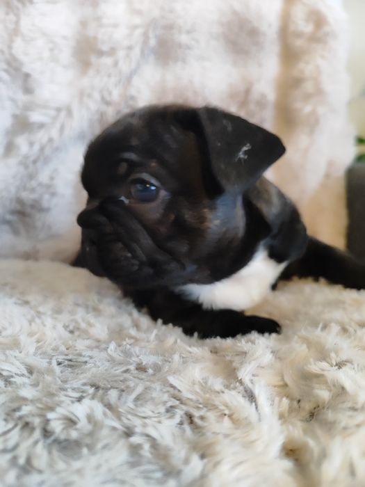 Buldog francuski dziewczynka