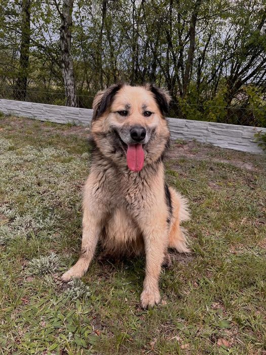 Wesoły Lotos do adopcji