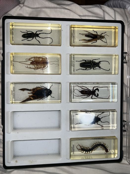 Coleção Bichos Natural History Museum