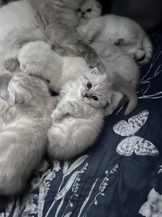 Шотландські висловухі кошенята котики