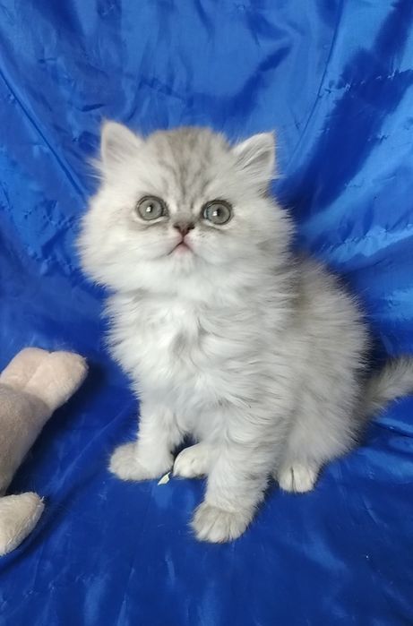 Серебристый пепельный серый шиншилла котёнок мальчик