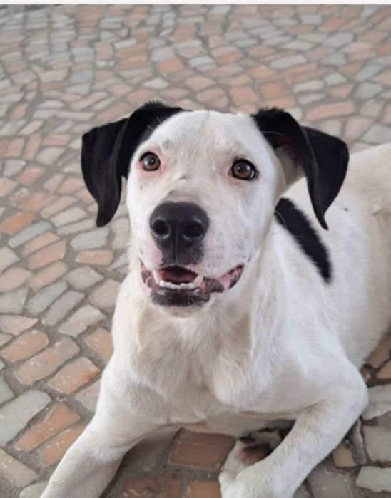 Macho 4 meses para adoção