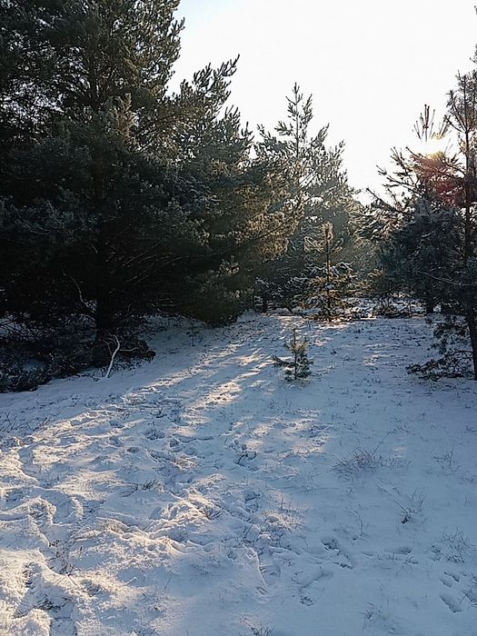 Działki Budowlane Nowa Wieś Wielka