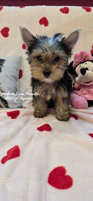 Yorkshire Terrier piesek stalowo złoty york