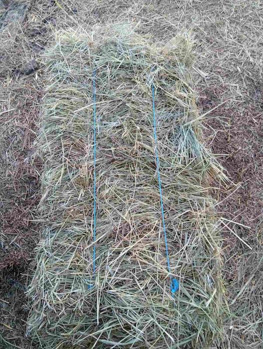 Продам сено в тюках