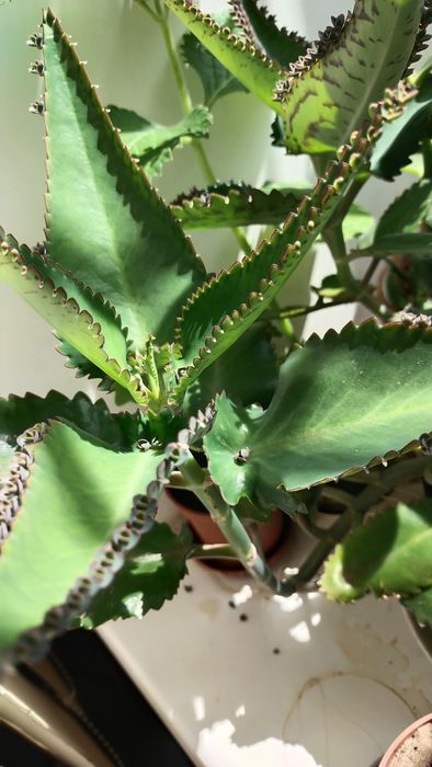 Чихалка (каланхоэ)