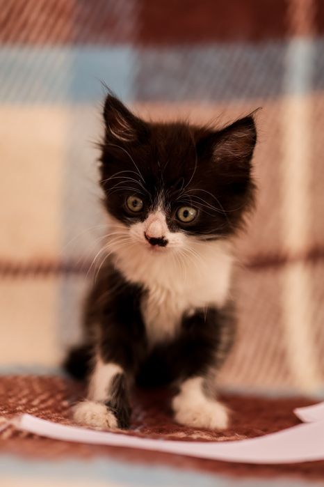 Кошеня в добрі руки