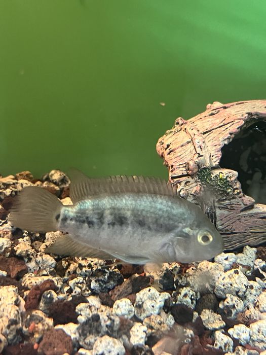 1ciclideos + 1 acistros