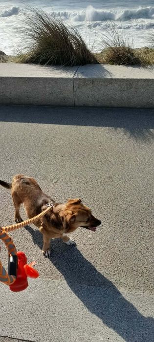 Cadela com chipe e vacinação em dia