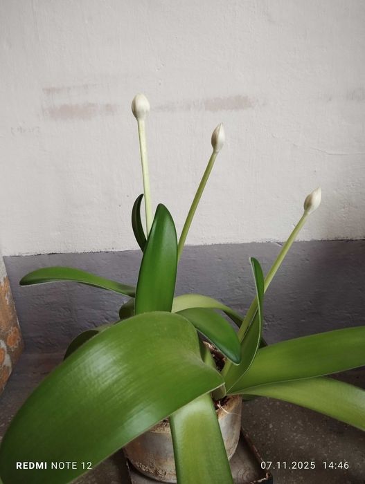 Гемантус білоквітковий (Haemanthus albiflos) ЦВІТЕ.