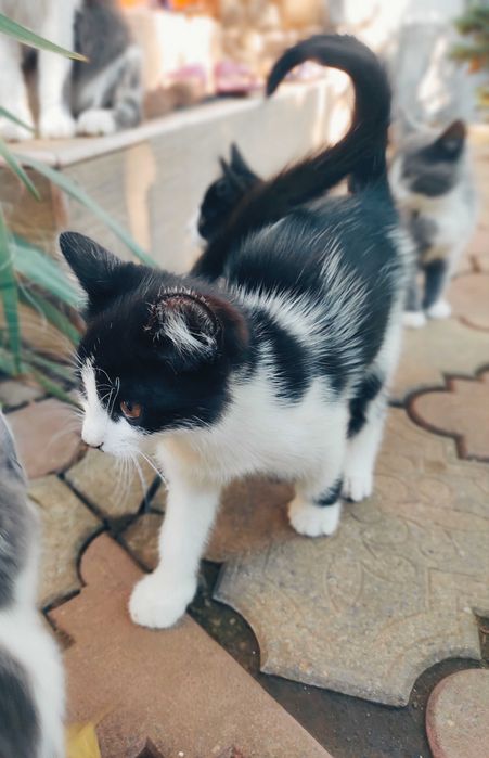 Віддаємо котика в хороші руки