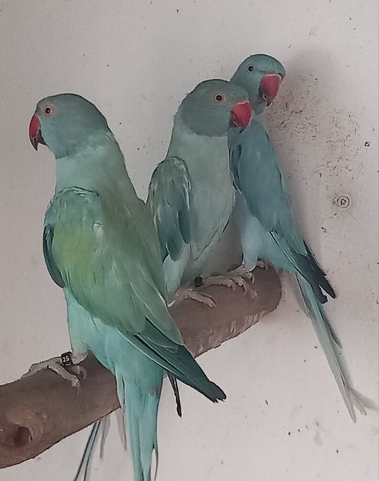 Alexandrinos. / Ring Necks